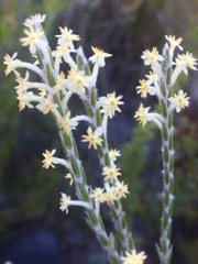 Struthiola confusa
