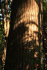 Calophyllum polyanthum