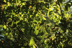 Cryptocarya anamalayana