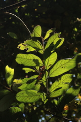 Cryptocarya anamalayana