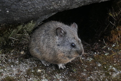 Ochotona macrotis