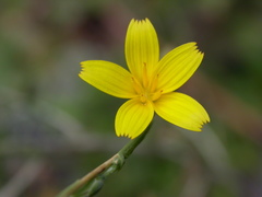 Lactuca viminea chondrilliflora