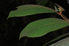 Cryptocarya anamalayana
