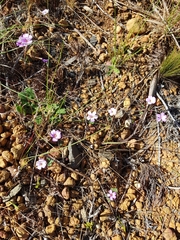 Oxalis eckloniana-nidulans