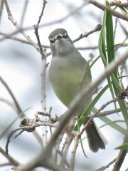 Serpophaga griseicapilla