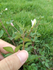 Cleome rutidosperma