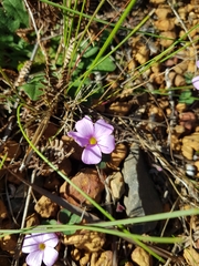 Oxalis eckloniana-nidulans