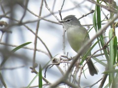 Serpophaga griseicapilla