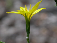Lactuca viminea chondrilliflora