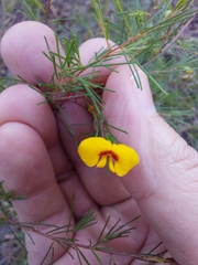 Dillwynia tenuifolia