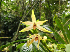 Maxillaria umbratilis