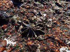 Scutellastra longicosta