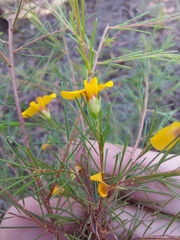 Dillwynia tenuifolia