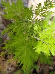 Artemisia annua