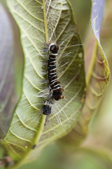 Euproctis kanshireia