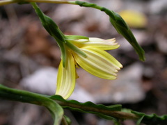 Lactuca viminea chondrilliflora
