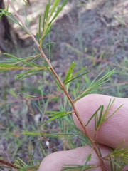 Dillwynia tenuifolia