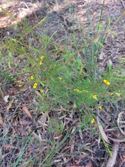 Dillwynia tenuifolia