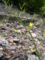 Lactuca viminea chondrilliflora