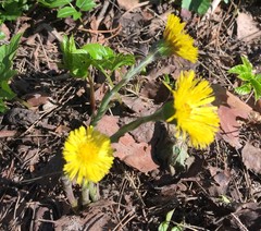 Tussilago farfara