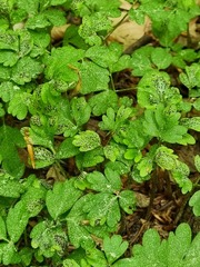 Puccinia adoxae