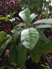 Psychotria asiatica