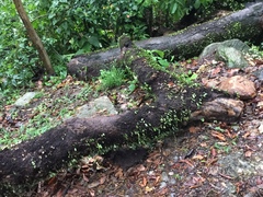 Lemmaphyllum microphyllum