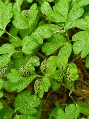 Puccinia adoxae