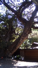 Coprosma linariifolia