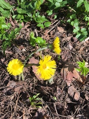 Tussilago farfara
