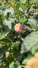 Lantana camara