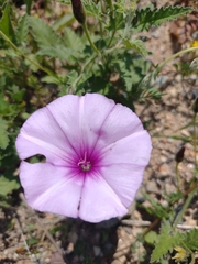 Convolvulus althaeoides althaeoides