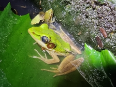 Hylarana erythraea