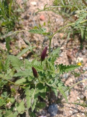 Convolvulus althaeoides althaeoides