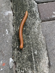 Trigoniulus corallinus