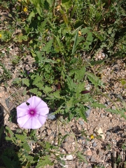 Convolvulus althaeoides althaeoides
