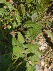 Convolvulus althaeoides althaeoides