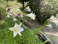 Lilium longiflorum scabrum