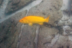 Mycteroperca rosacea