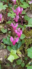 Cyclamen repandum