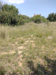 Convolvulus althaeoides althaeoides