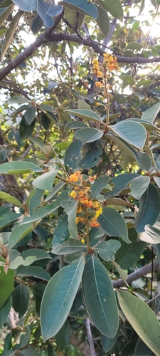 Maricao cimun (Byrsonima crassifolia)