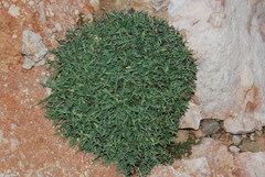 Launaea cervicornis