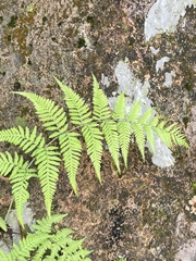 Macrothelypteris