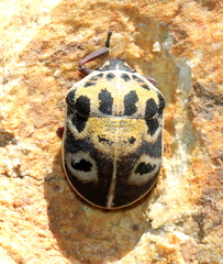Deroplax silphoides