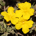 Hibbertia hypericoides septentrionalis - Photo (c) robert davis, some rights reserved (CC BY-NC), uploaded by robert davis