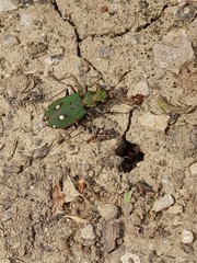 Cicindela campestris