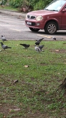 Columba livia domestica