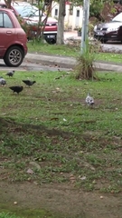 Columba livia domestica