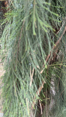 Casuarina equisetifolia